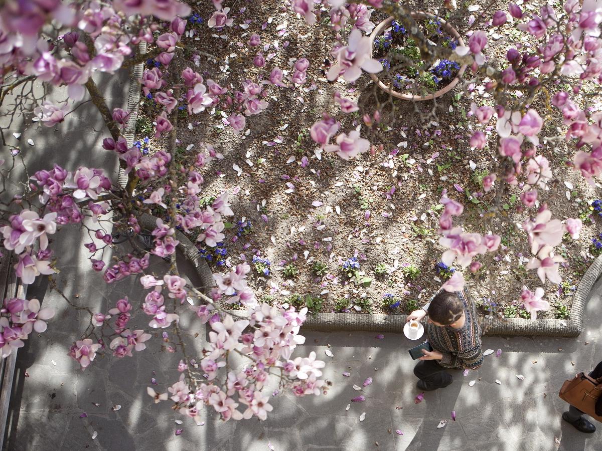 Magnolia tree at the European University Institute